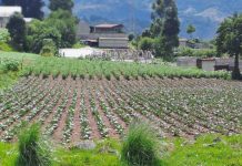Quetzaltenango se prepara para 40 días de sequía, autoridades llaman a ahorrar agua y proteger cultivos